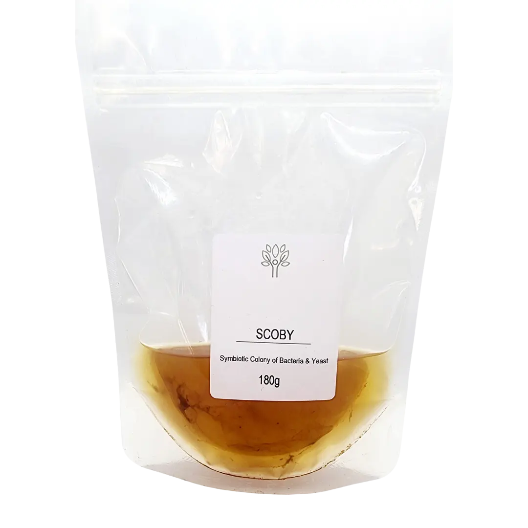 Scoby Symbiotic Colony of Bacteria SCOBY