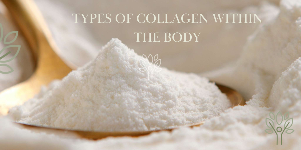 Collagen Types Within The Body