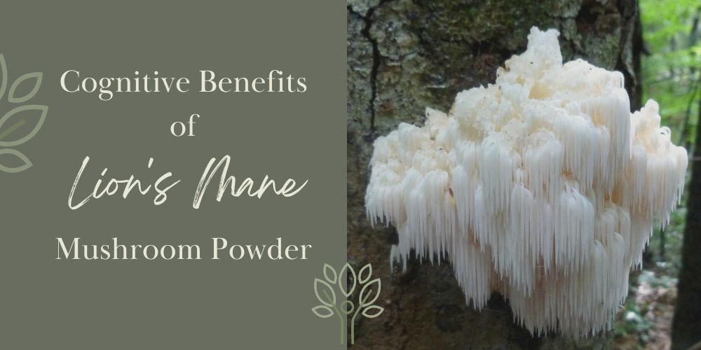 Cognitive Benefits of Lion’s Mane Mushroom Powder